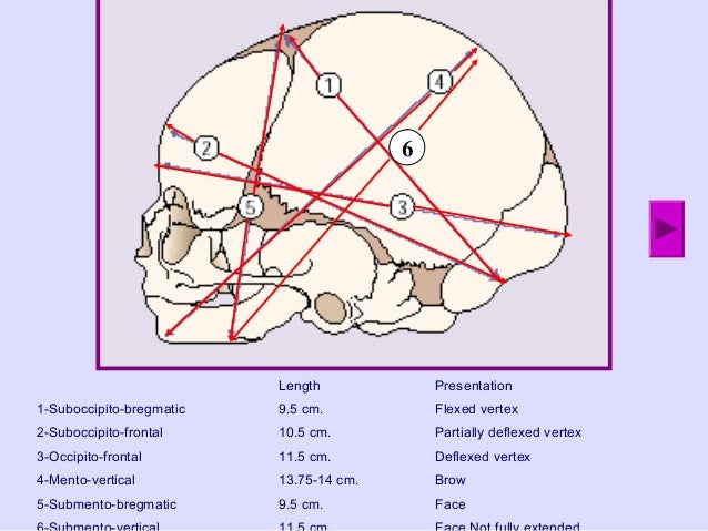 fetal skull and maternal pelvis pdf